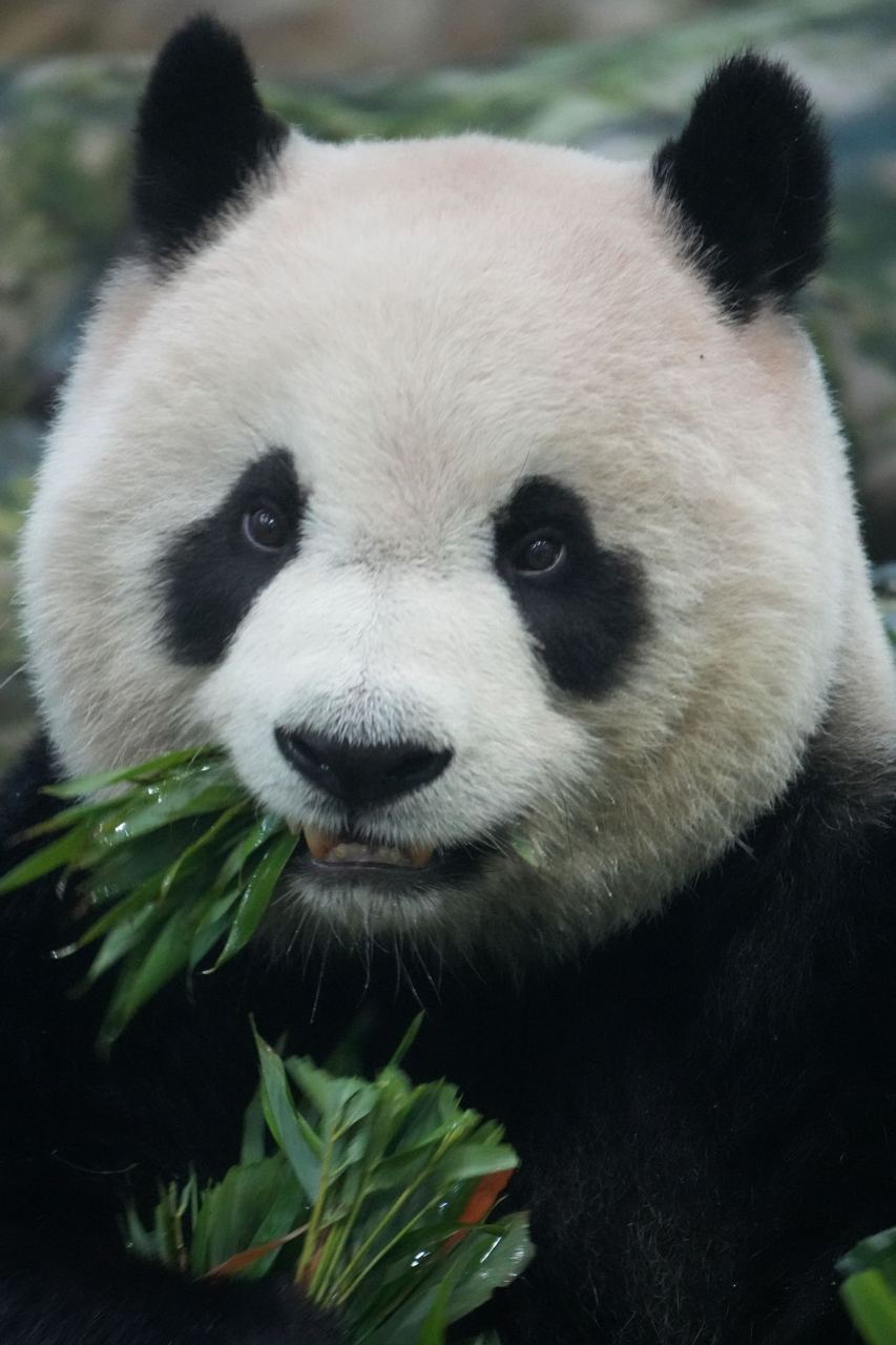 A giant panda cub, the reason half the visitors come