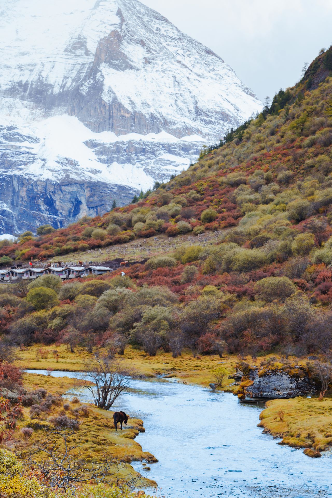 Autumn in the meadows below the snow line