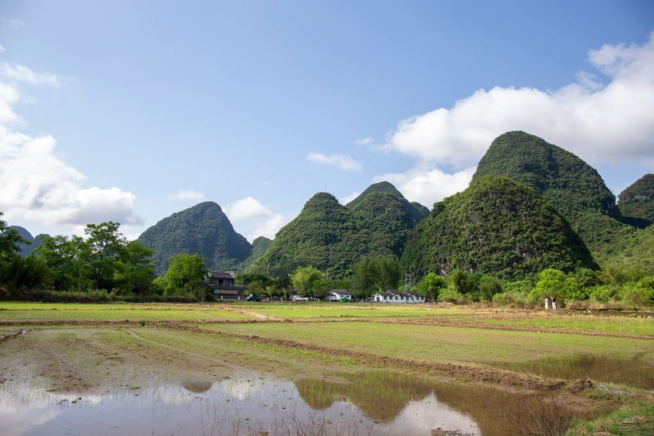 Karst peaks rising directly behind the fields of Yangshuo