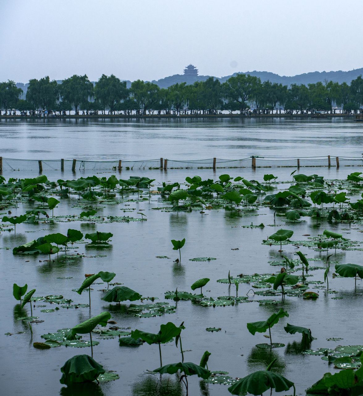 Leifeng Pagoda seen across the lotus beds on a rainy day