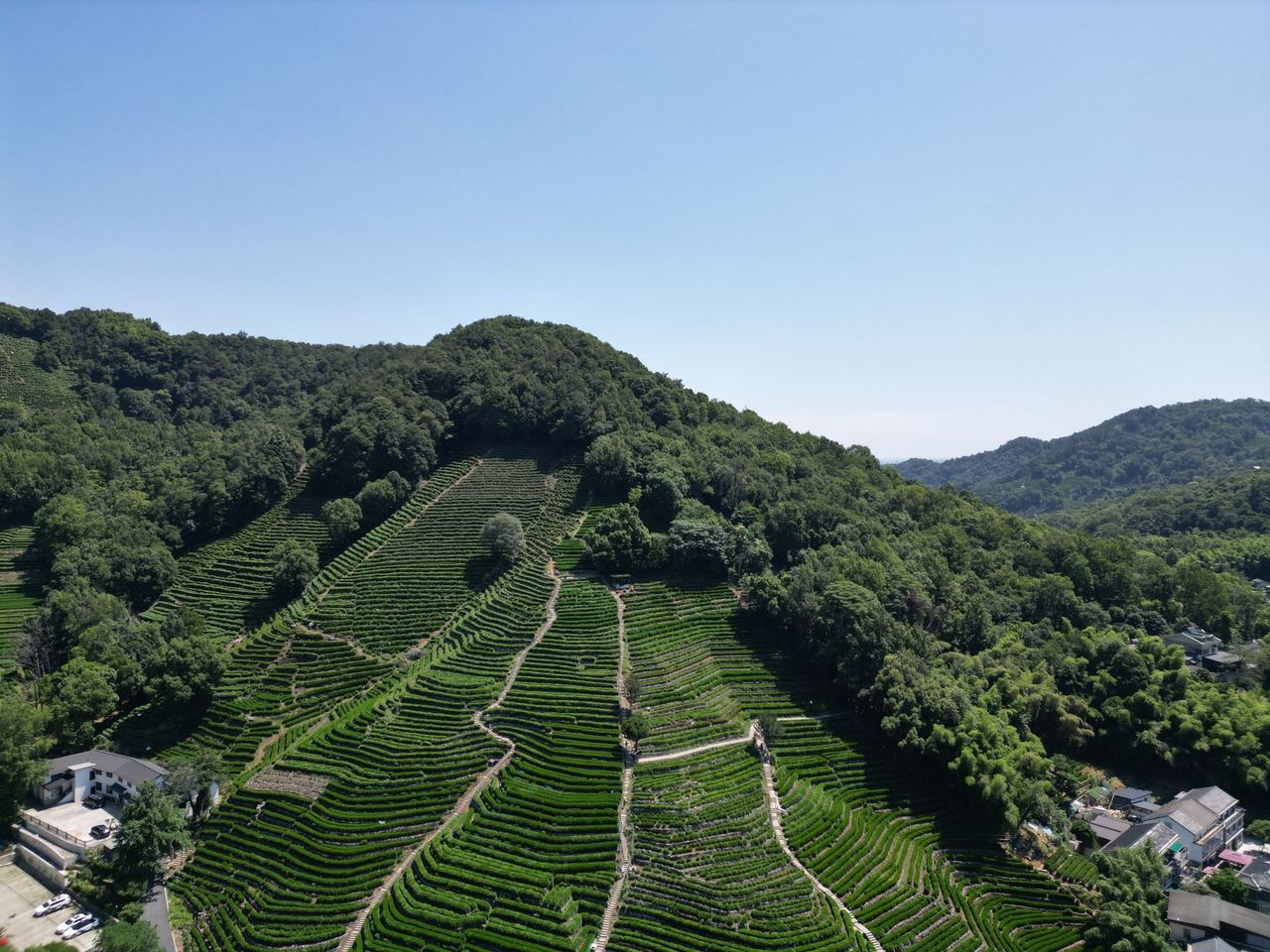 Terraced Longjing tea fields combed into the hillside west of West Lake