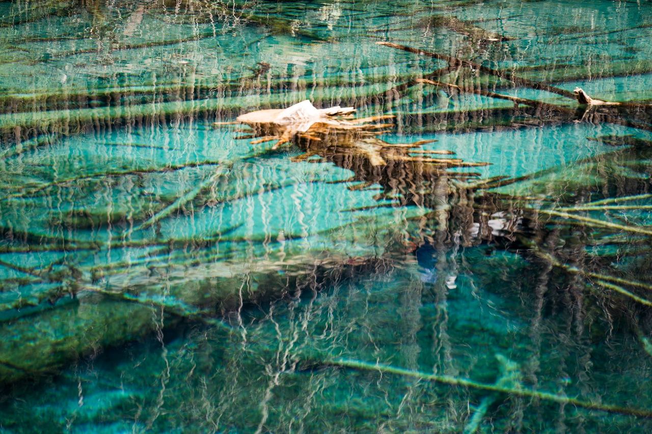 Sunlight falling through water so clear the fallen trees seem suspended in it