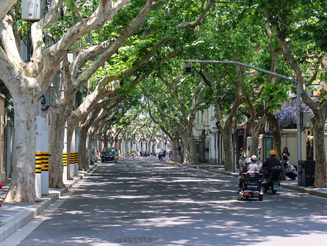 A leafy plane-tree avenue in the French Concession