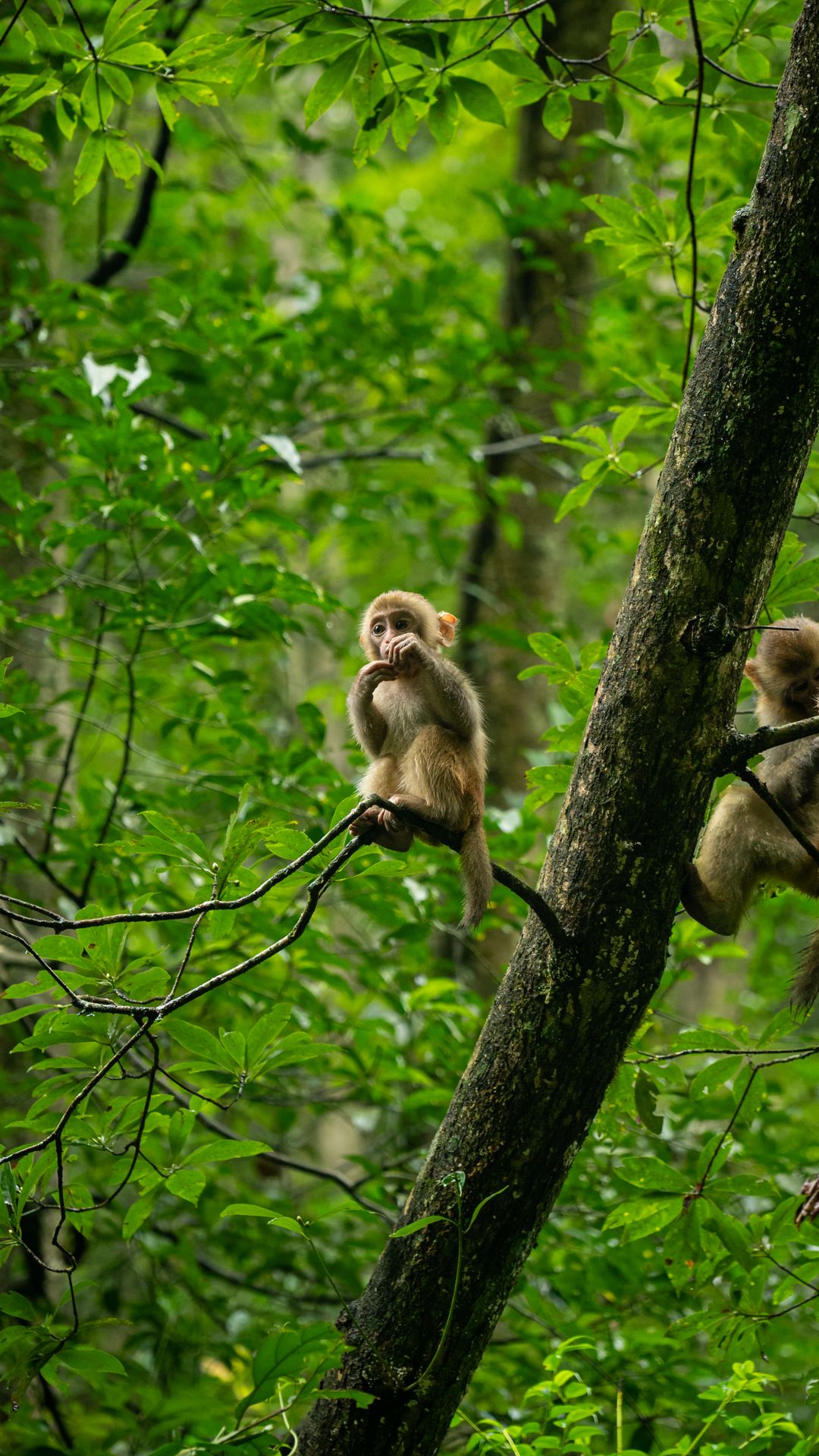 Young macaques in the forest